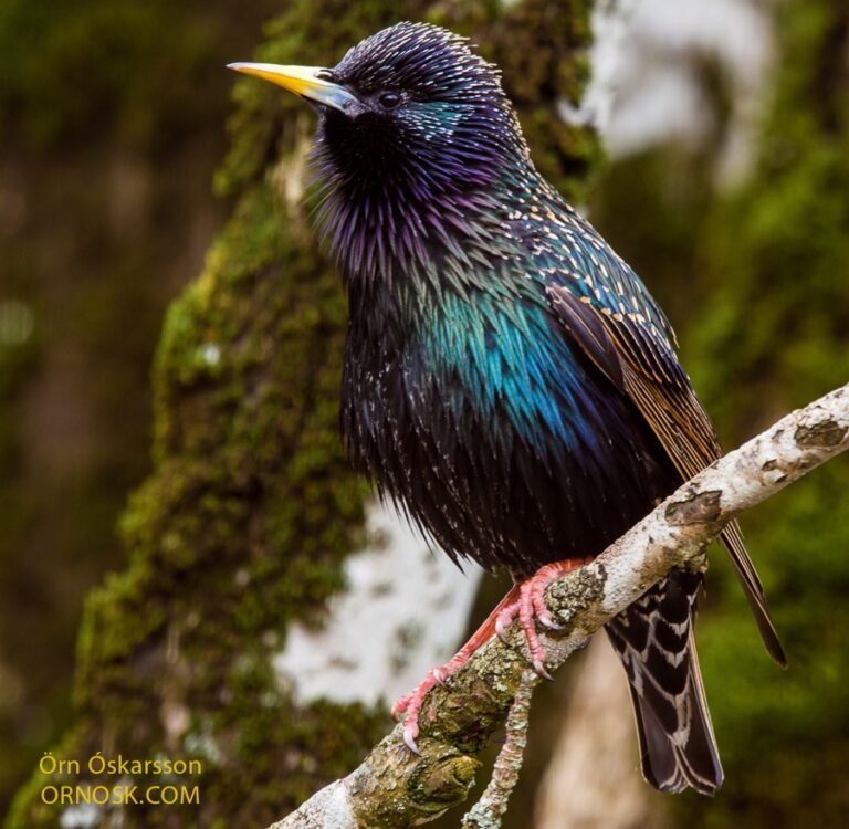 Vögel Bilden "Freundschaften" Beim Brüten: Studie Enthüllt Altruismus Bei Glanzstaren
